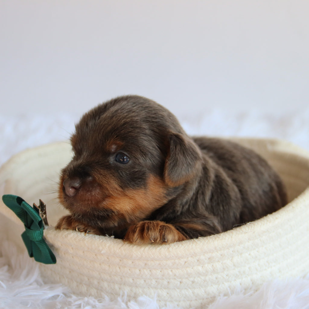 Clayton - Available 8/20