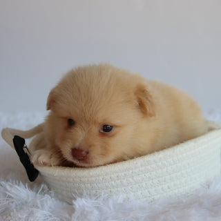 Cade - Available 8/20