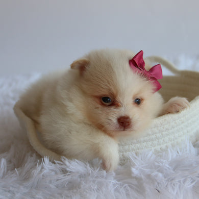 Layla - Available 8/20