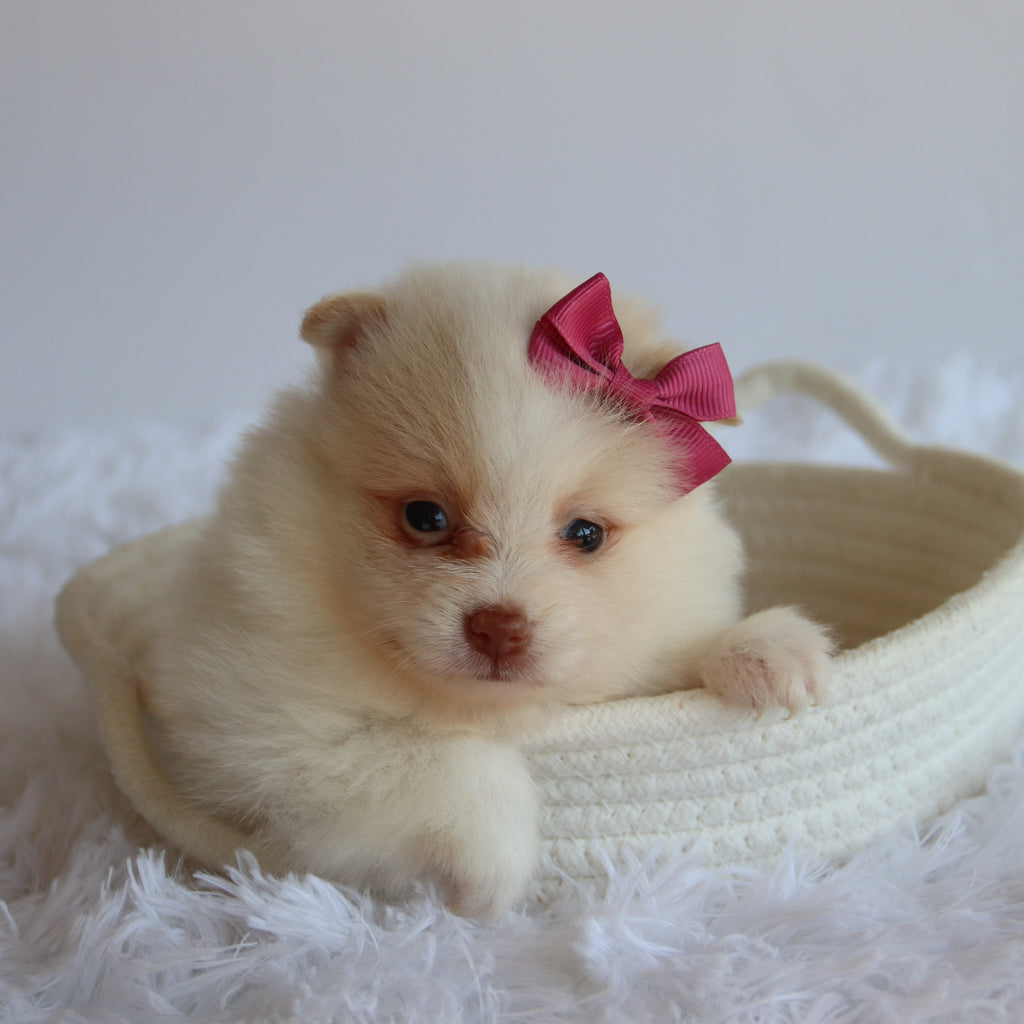 Layla - Available 8/20