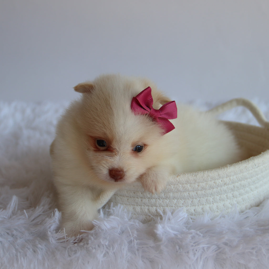 Layla - Available 8/20