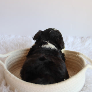 Weston - Available now