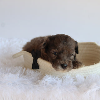 Davis - Available now