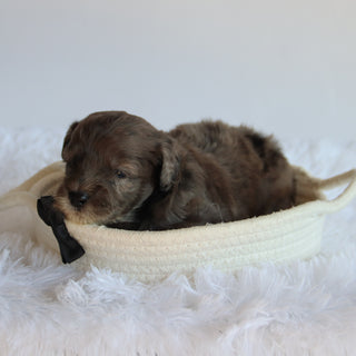 Davis - Available now