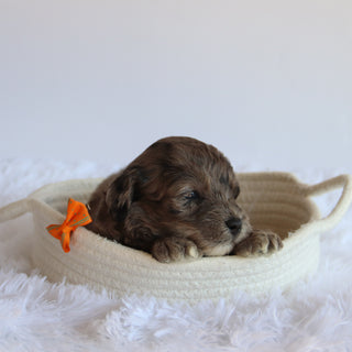 Ellis - Available 8/20