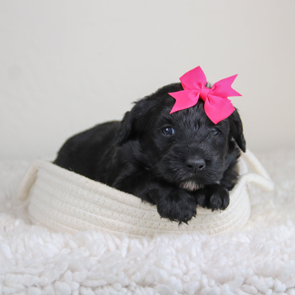 Kiara - Available 6/4