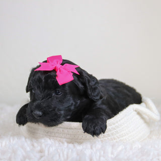 Kiara - Available 6/4