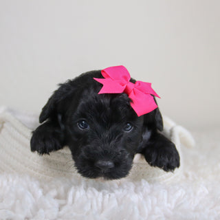 Kiara - Available 6/4