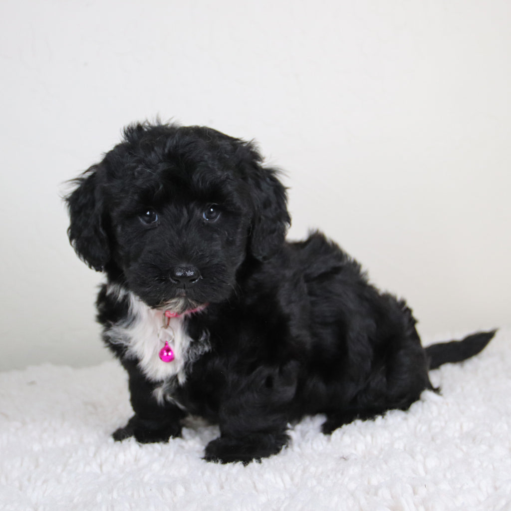 Kiara - Available 6/4