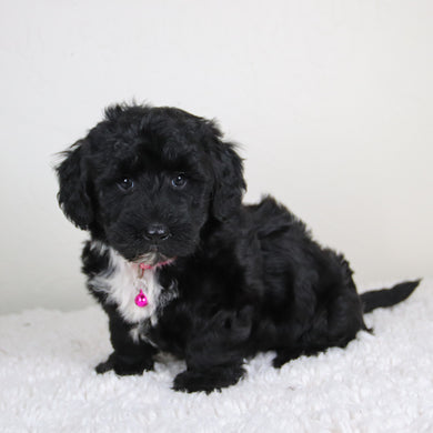 Kiara - Available 6/4