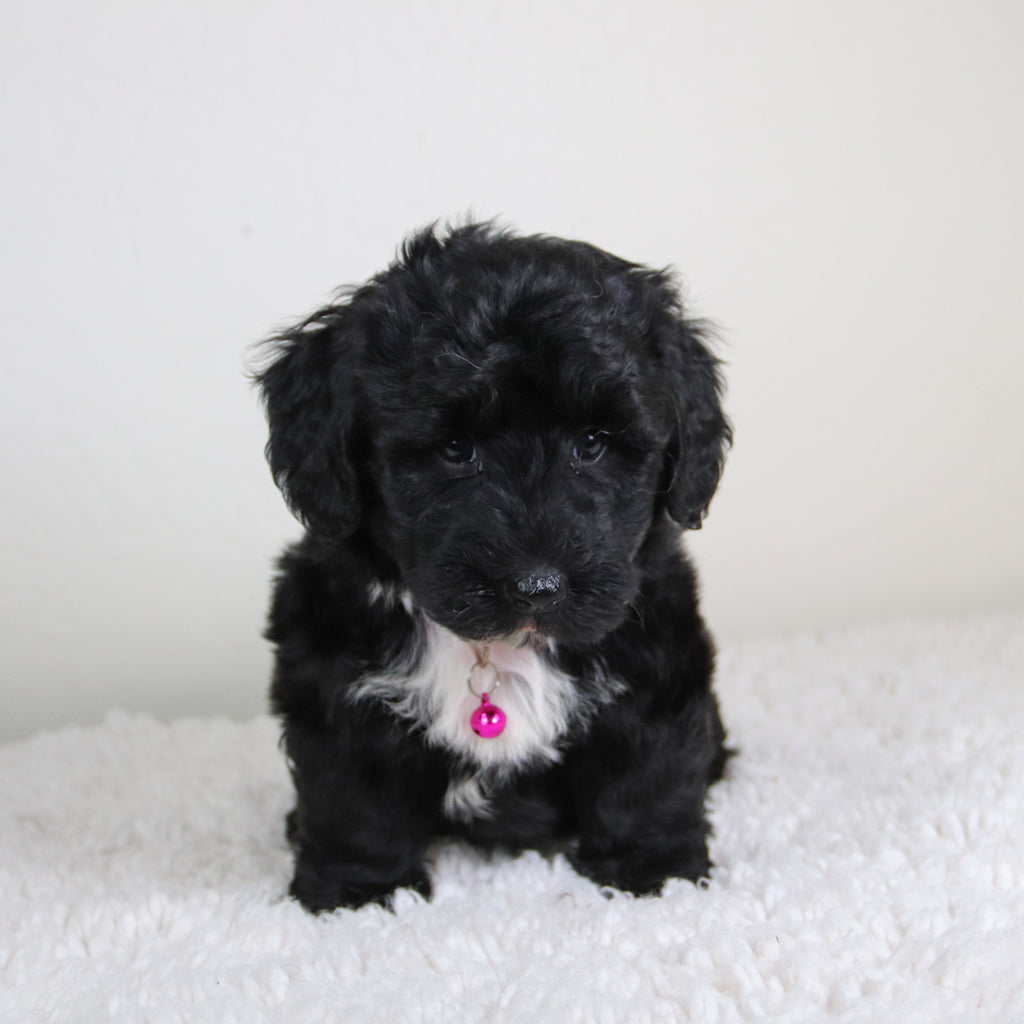 Kiara - Available 6/4