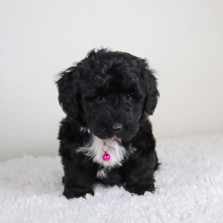 Kiara - Available 6/4