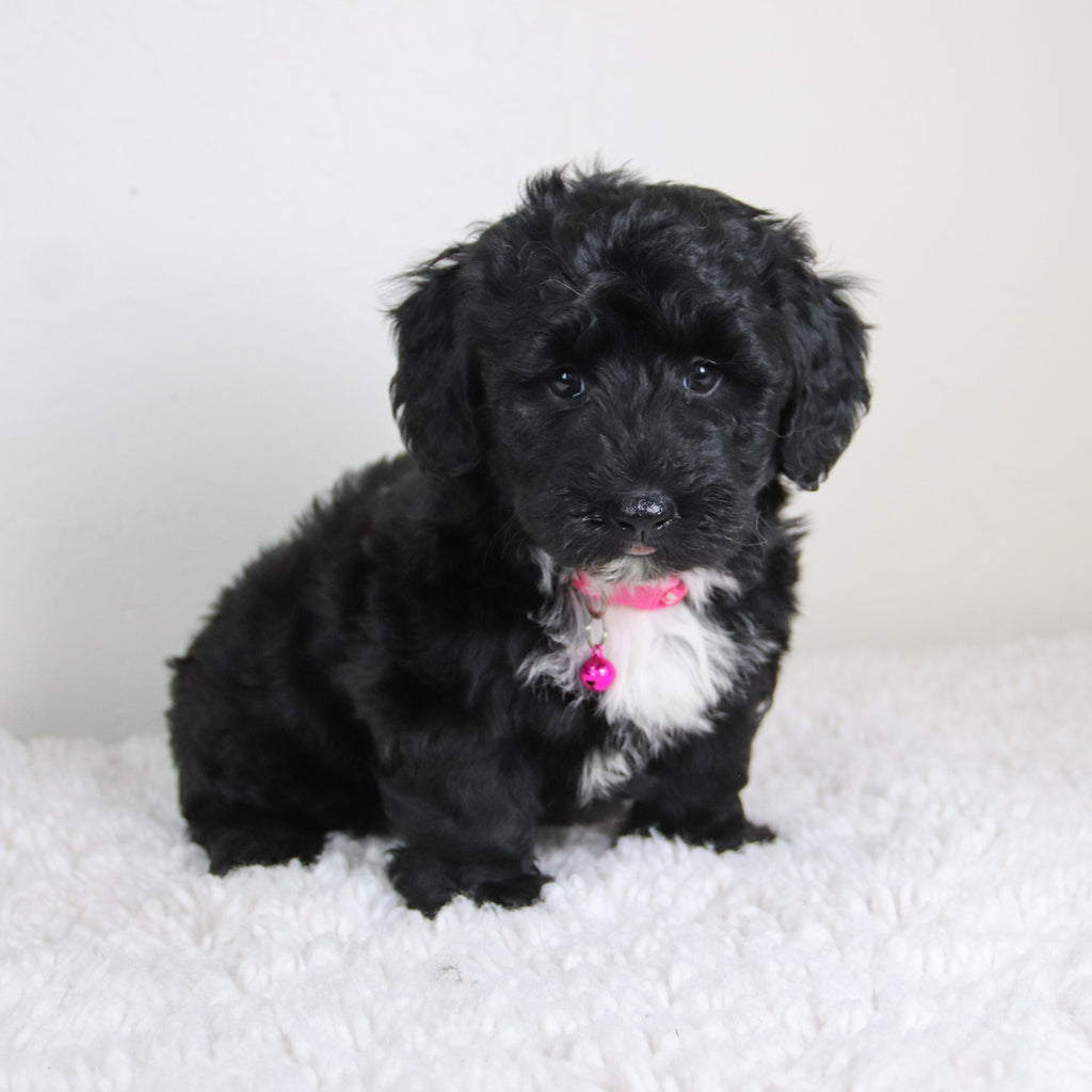 Kiara - Available 6/4