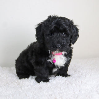 Kiara - Available 6/4