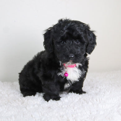 Kiara - Available 6/4
