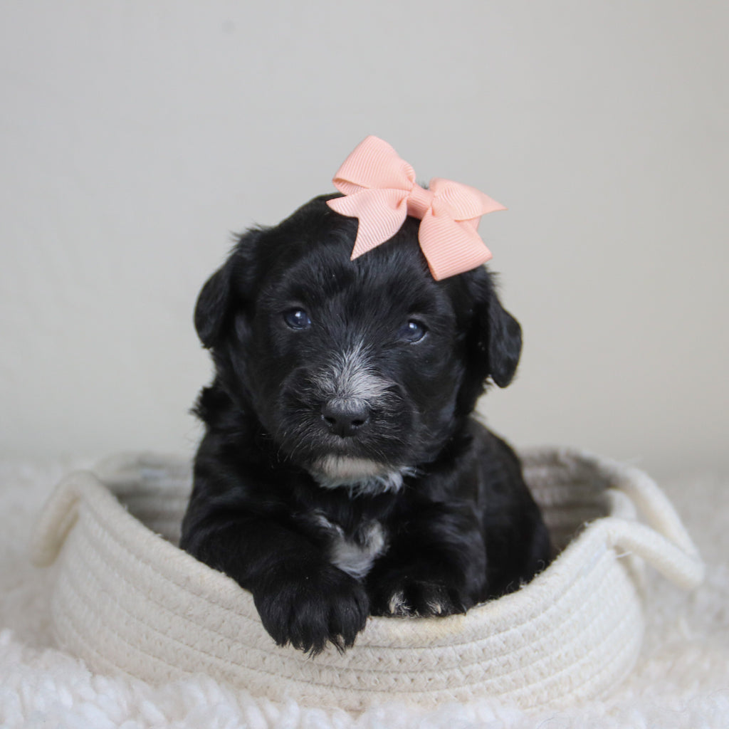Junie - Available 6/4