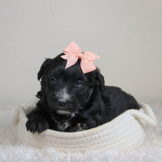 Junie - Available 6/4