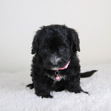 Junie - Available 6/4