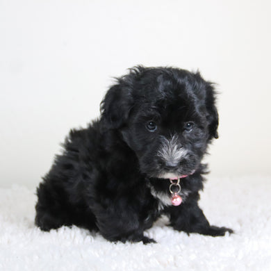 Junie - Available 6/4
