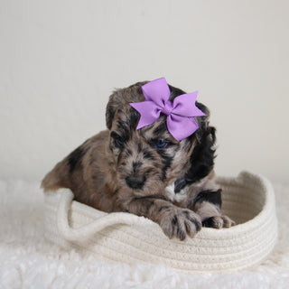 Jules - Available 6/4