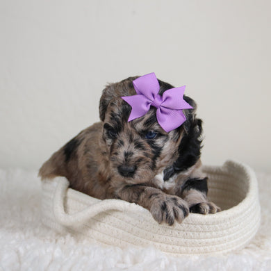 Jules - Available 6/4