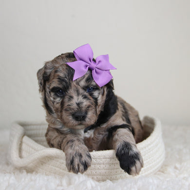 Jules - Available 6/4