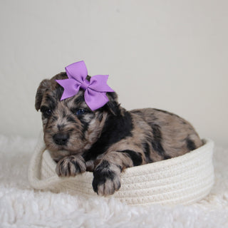 Jules - Available 6/4