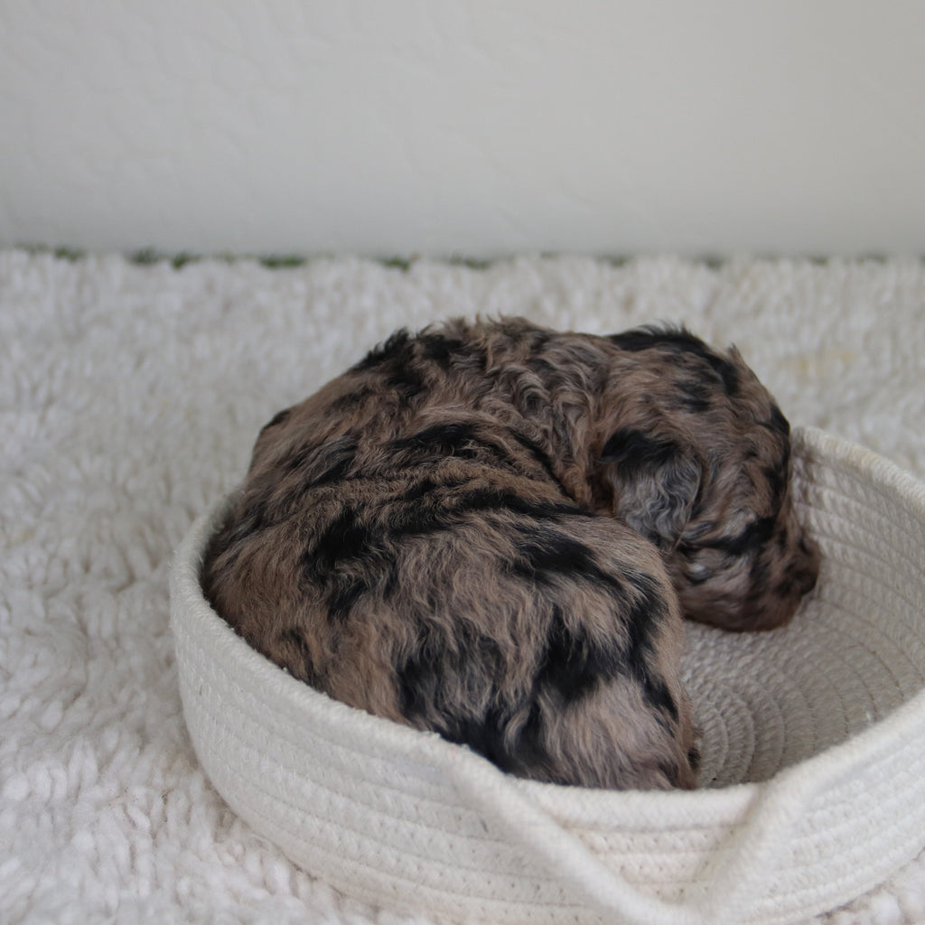 Jules - Available 6/4