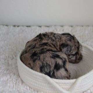 Jules - Available 6/4