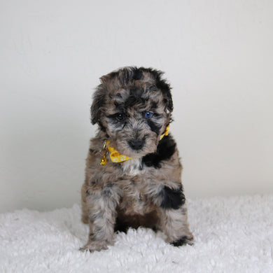 Jules - Available 6/4