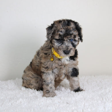 Jules - Available 6/4