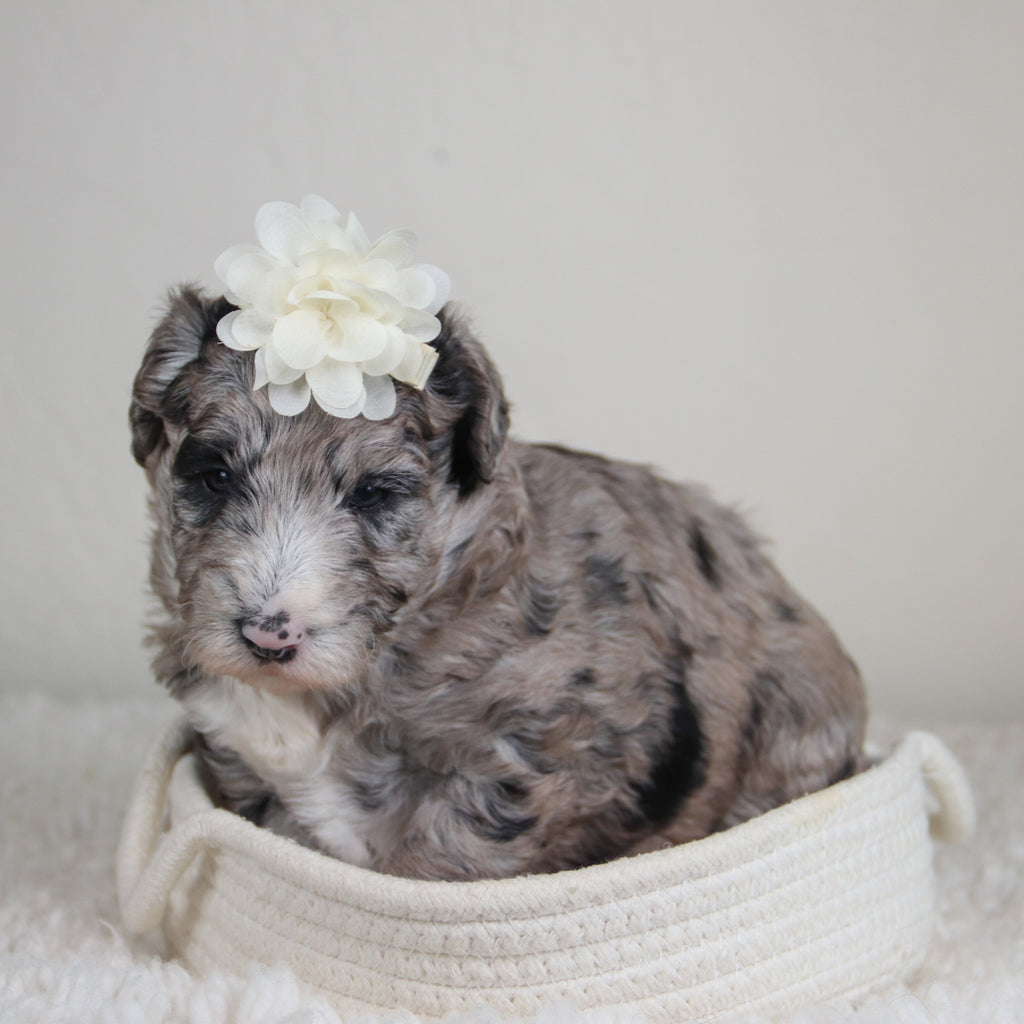 Hattie - Available 6/4