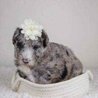 Hattie - Available 6/4
