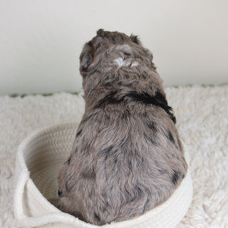 Hattie - Available 6/4