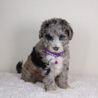 Nattie - Available 6/4