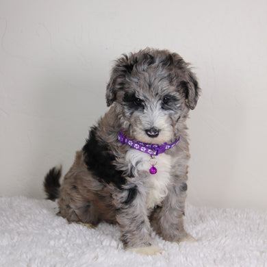 Nattie - Available 6/4