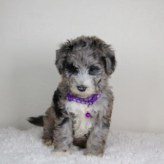 Nattie - Available 6/4