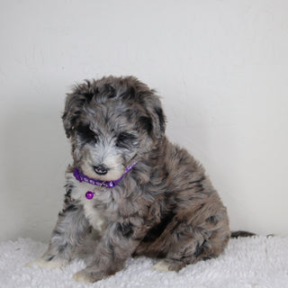 Nattie - Available 6/4
