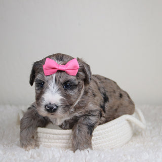 Claire - Available 6/4