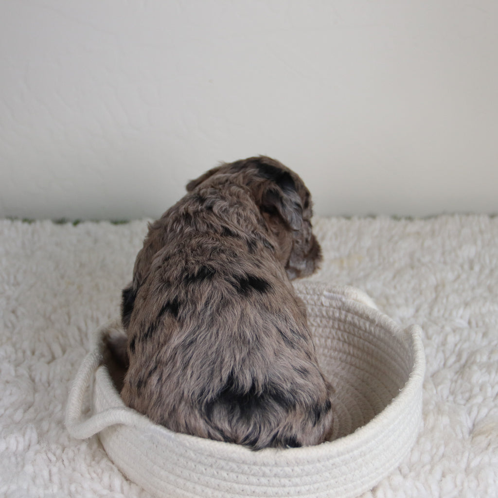 Claire - Available 6/4