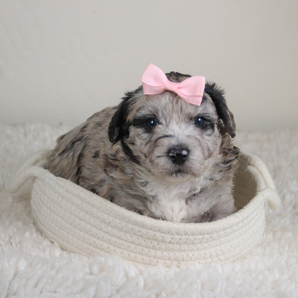 Dahlia - Available 6/4
