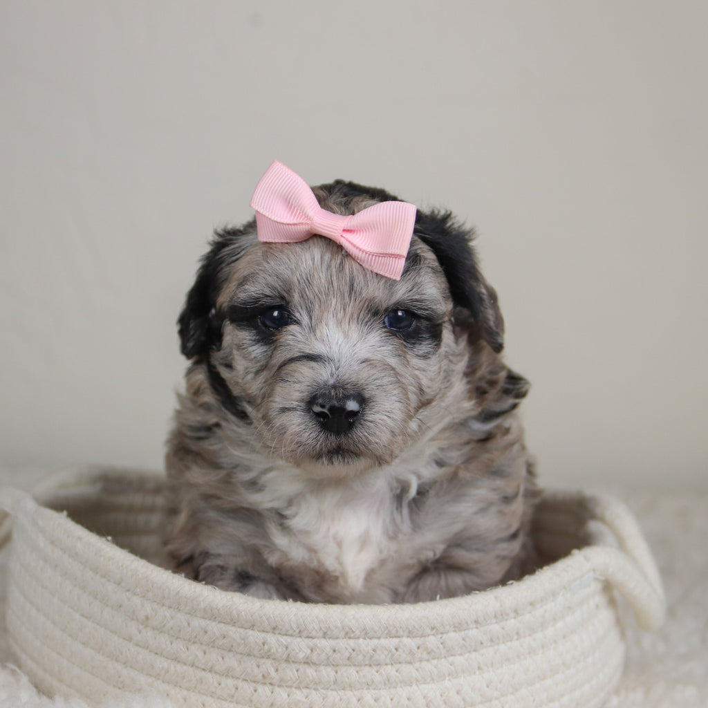 Dahlia - Available 6/4