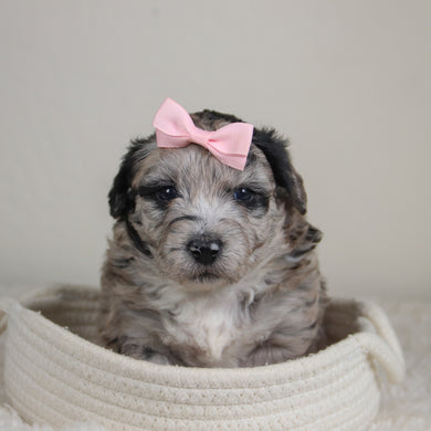 Dahlia - Available 6/4