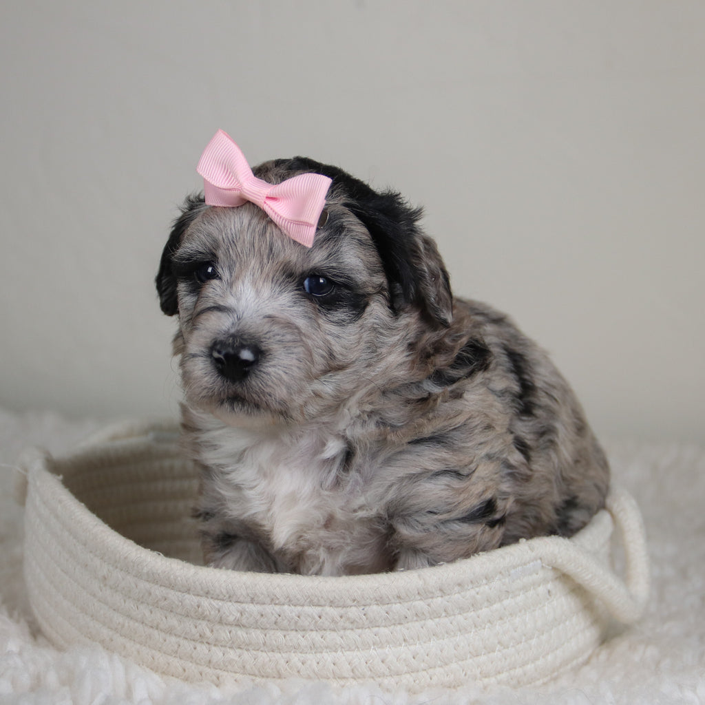 Dahlia - Available 6/4