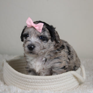 Dahlia - Available 6/4
