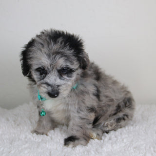 Dahlia - Available 6/4