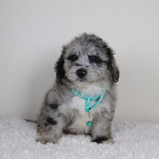 Dahlia - Available 6/4