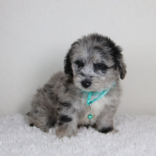 Dahlia - Available 6/4