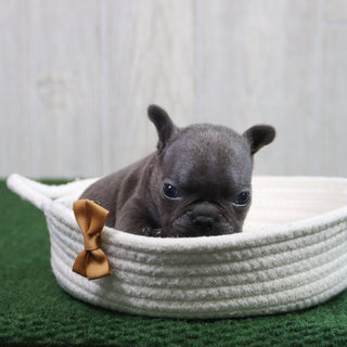 Enrico - Available 6/11
