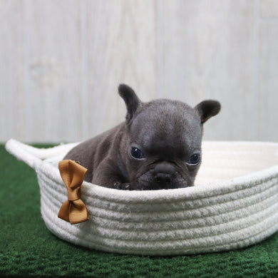 Enrico - Available 6/11